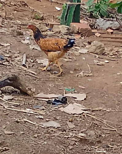 Galinha caipira 