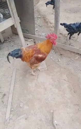 galo rhampshire 