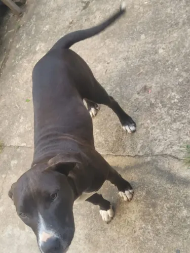 Cachorro Pitbull