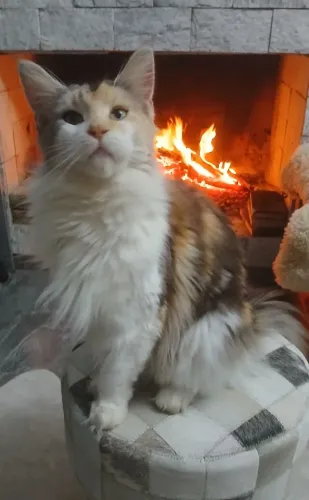 Gata mainecon
