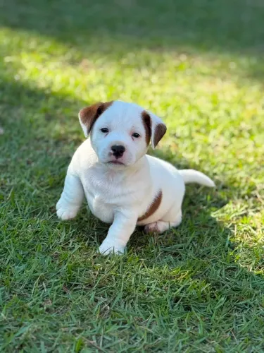 Jack Russel Terrier 