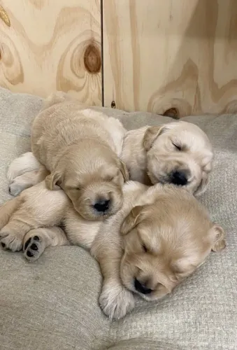 Golden Retriever brincalhão