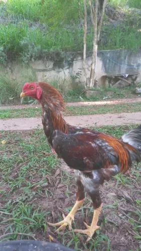 Galo Índio
