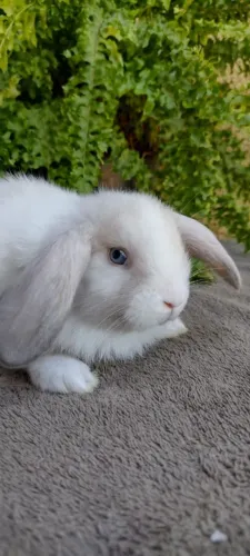 Mini Lop Uruguaio 