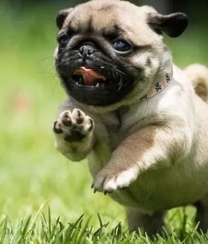 Pug - Afeto Que Faz Bem