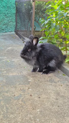 Mini lionhead