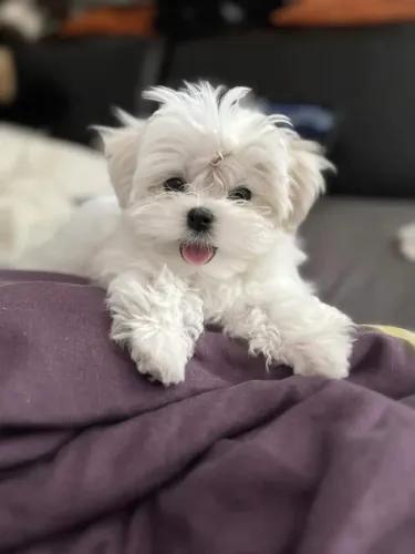Lhasa femea branca de neve 