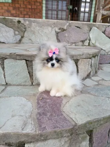Lindos filhotes de Lulu da Pomerânia em Pernambuco