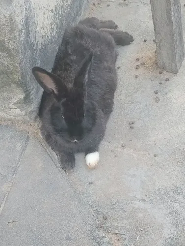Vende três coelho ?