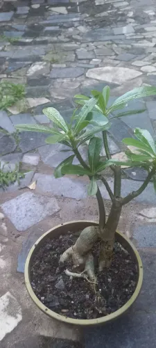 Vendo rosas do deserto 