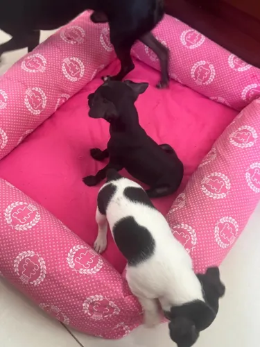 Pinscher macho