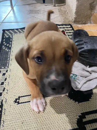 Doação de filhote de cachorro