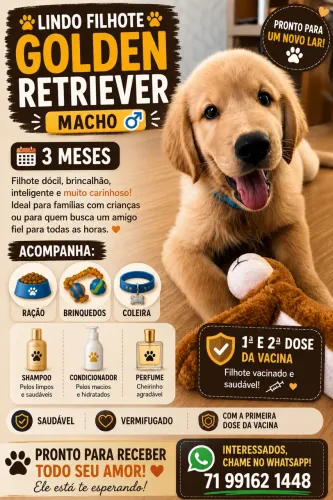 Filhote de golden retriever