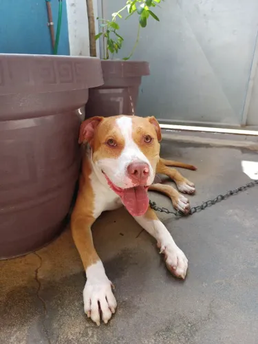 American Staffordshire para adoção