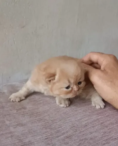 Gato persa