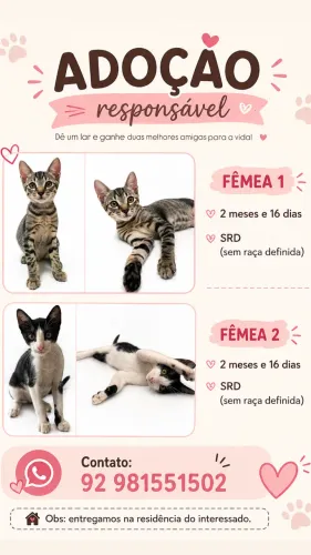 Gatas de fêmeas para adoção
