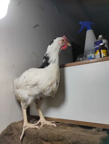 Galinhas balão sertanejo tenho partir de 100 reais