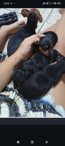 Cachorro macho pinther vendo 600 tem 35 dias de nascido não cresce muito tenho fotos 
