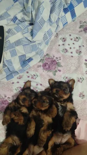 Yorkshire terrier