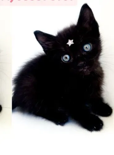 Gatinho para adoção