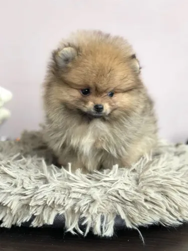 Seu Pequeno Companheiro Filhote de Spitz Alemão