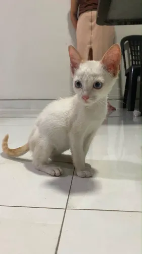 DOAÇÃO DE GATO MACHO