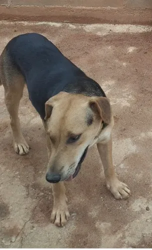 Doando Cachorro
