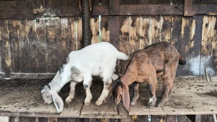 cabras