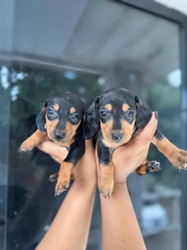 Dachshund SALSICHA miniatura com pedigree até 10 parcelas no cartão