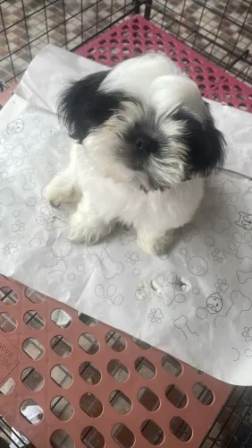 Shih tzu