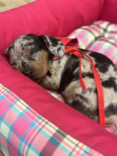 Dachshund mini arlequim