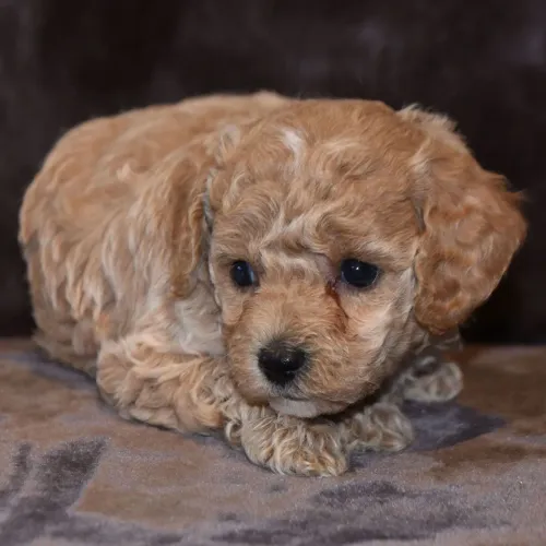 Poodle Toy: Filhotes de excelente linhagem e temperamento maravilhoso.
