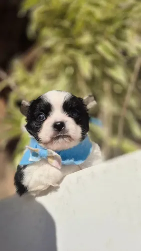 Chihuahua macho pêlolongo( não temos femea )