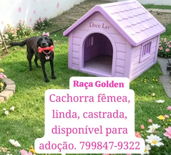 Pets para adoção!