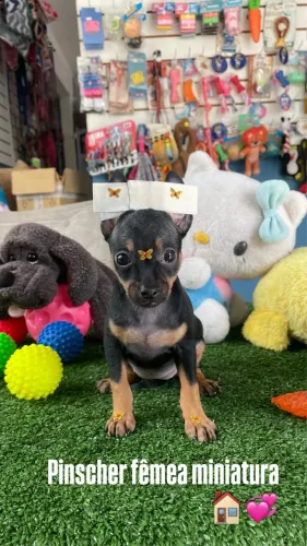 Pinscher fêmea com duas dose de vacinas