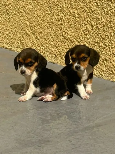 Beagle o curioso número 1 da casa