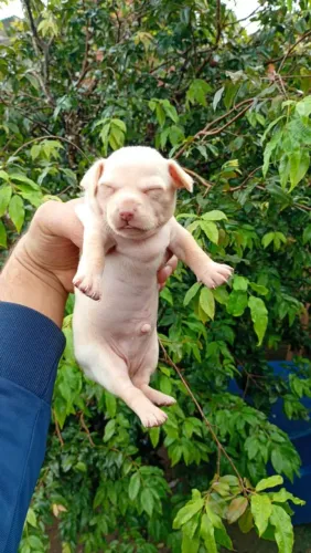 Lindo Pinscher Creme olhos Verdes 