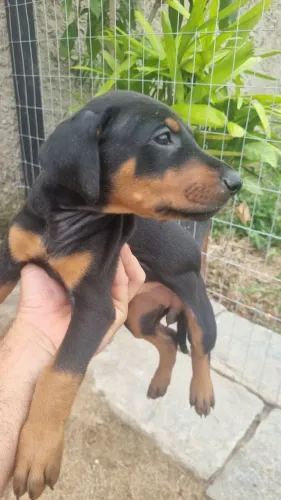 Dobermann disponível