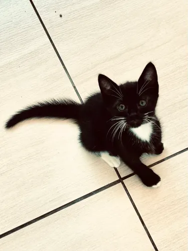 Gato para doação 