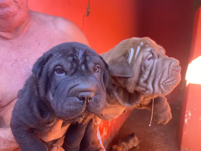 Shar pei