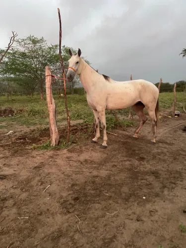 Égua mangalarga 