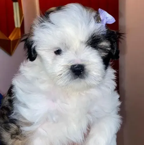 Lhasa Apso,Lhasa Apso Filhote Linda Linhagem Disponível