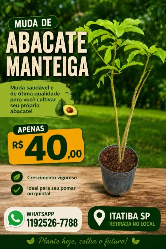 Muda de Abacate Manteiga - Itatiba-SP