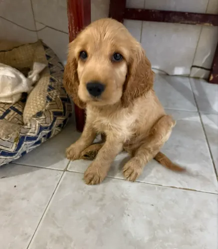 Filhotinhas de cocker Spaniel inglês $2.200,00