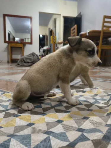 Doando 2 cachorrinhos macho fofinhos 
