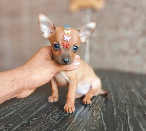 Pinscher Filhote - Pequeno, Esperto e Cheio de Charme