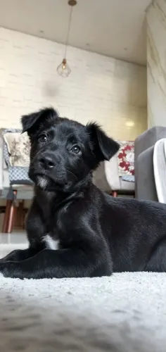Cachorrinho pra adoção