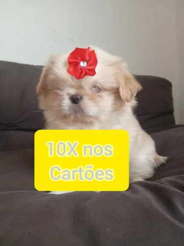 Shihtzu menina 