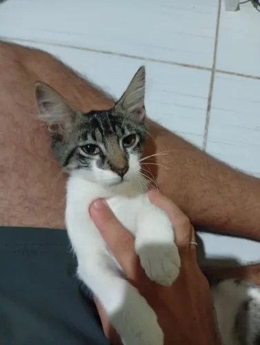 Gatinha filhote