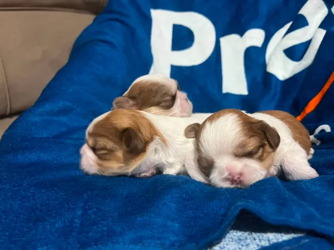 Filhotes de Shih-tzu para reserva